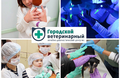 Представляем партнёра нашего праздника Ветеринарная клиника в СПб «ГВЛДЦ №1», сеть круглосуточных ветеринарных центров в Санкт-Петербурге.